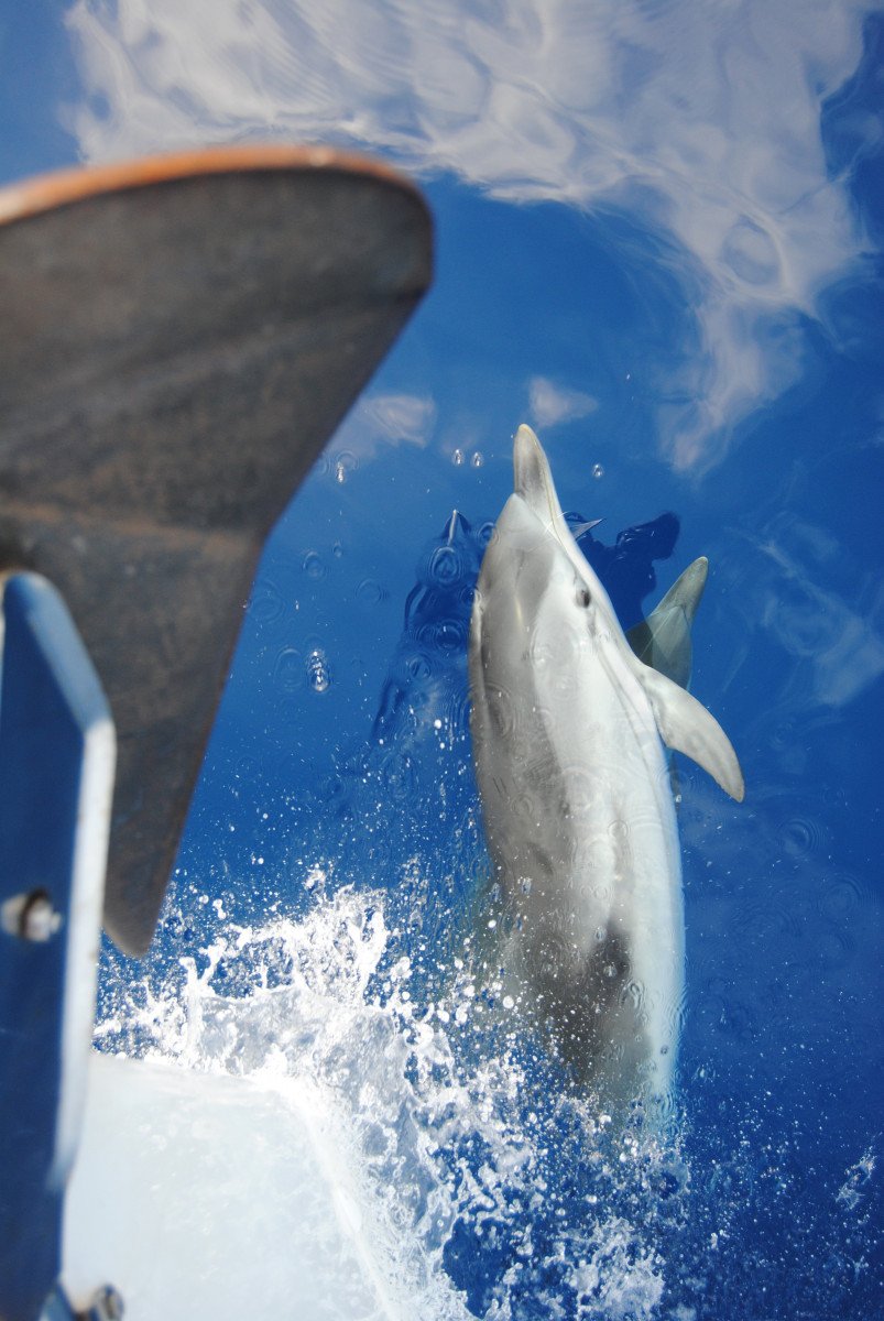 Buche eine Segelkreuzfahrt in Ibiza und Formentera