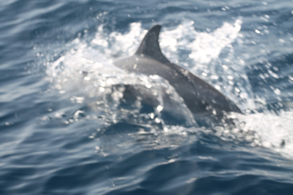5-tägige Segelreise von Altea nach Formentera und zurück