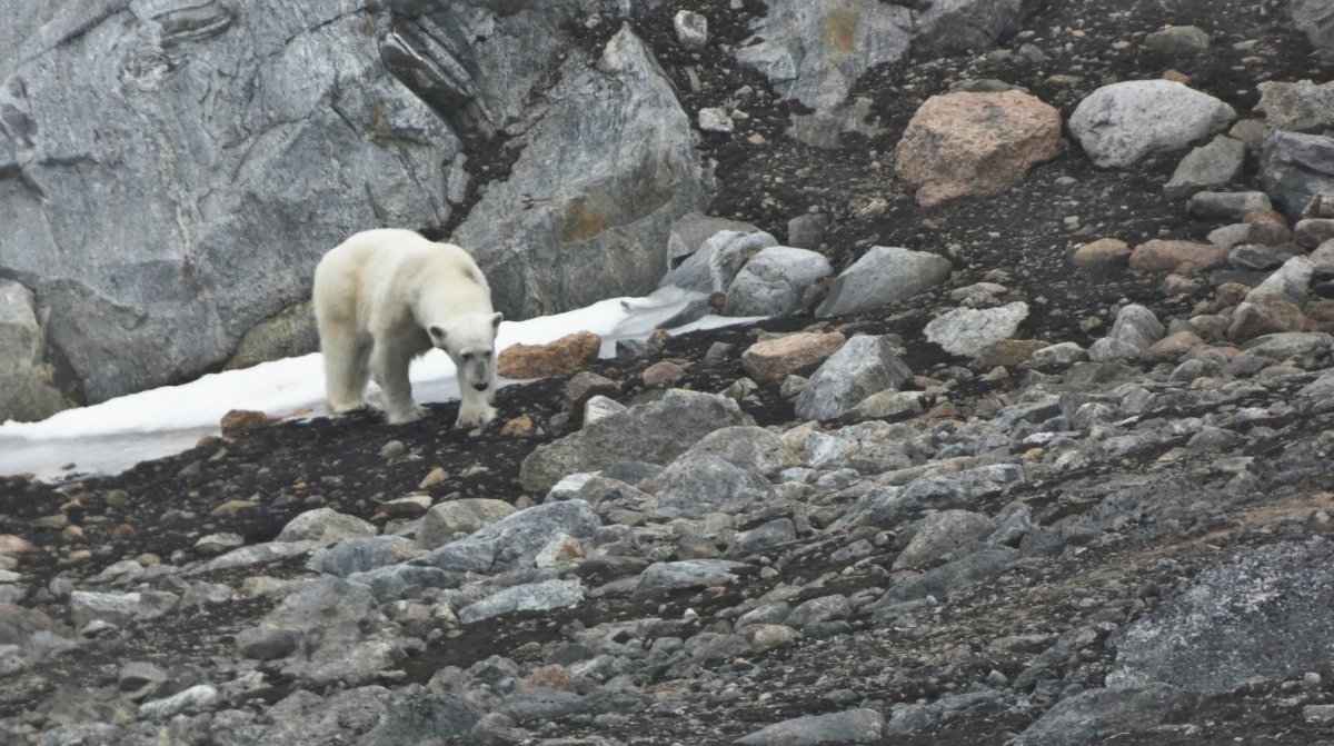 Barco de expedición ártica desde Spitsbergen hasta Islandia