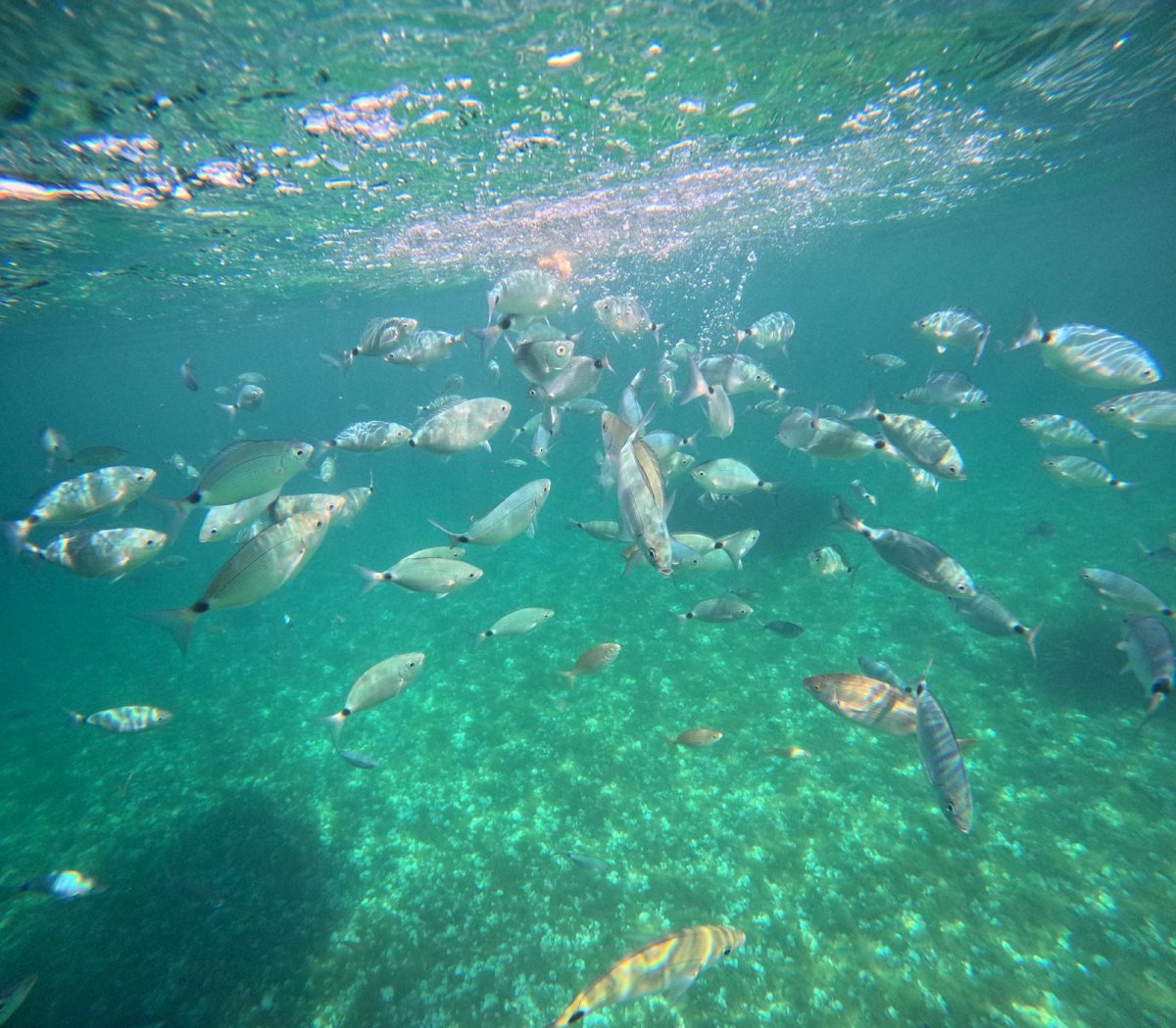 Fortgeschrittener Segelkurs in Mallorca