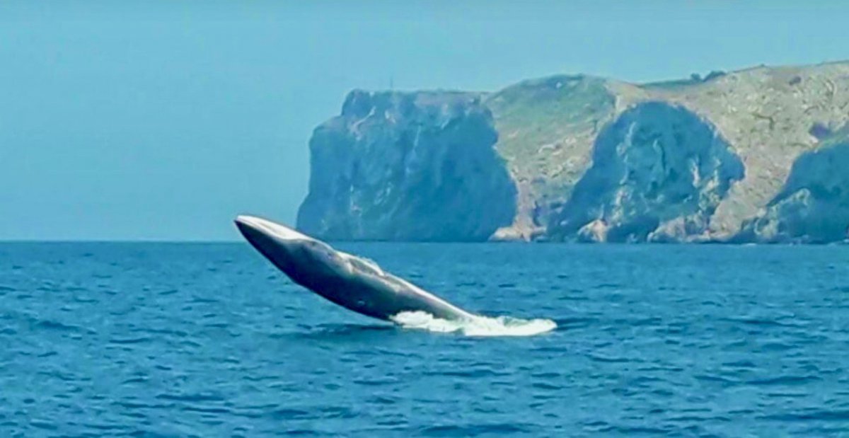 Naviga nell'Oceano Atlantico in una flottiglia di catamarani