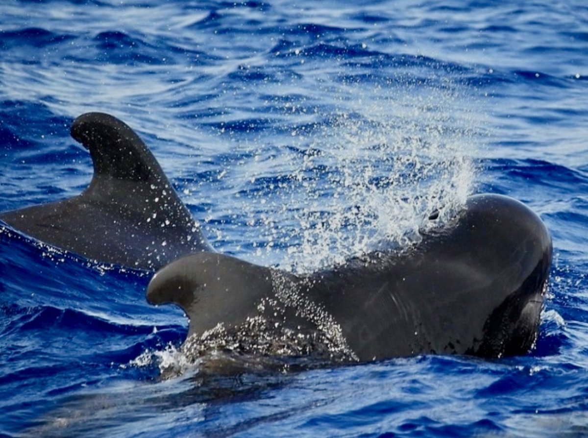 Descubrimiento del Atlántico en un elegante catamarán