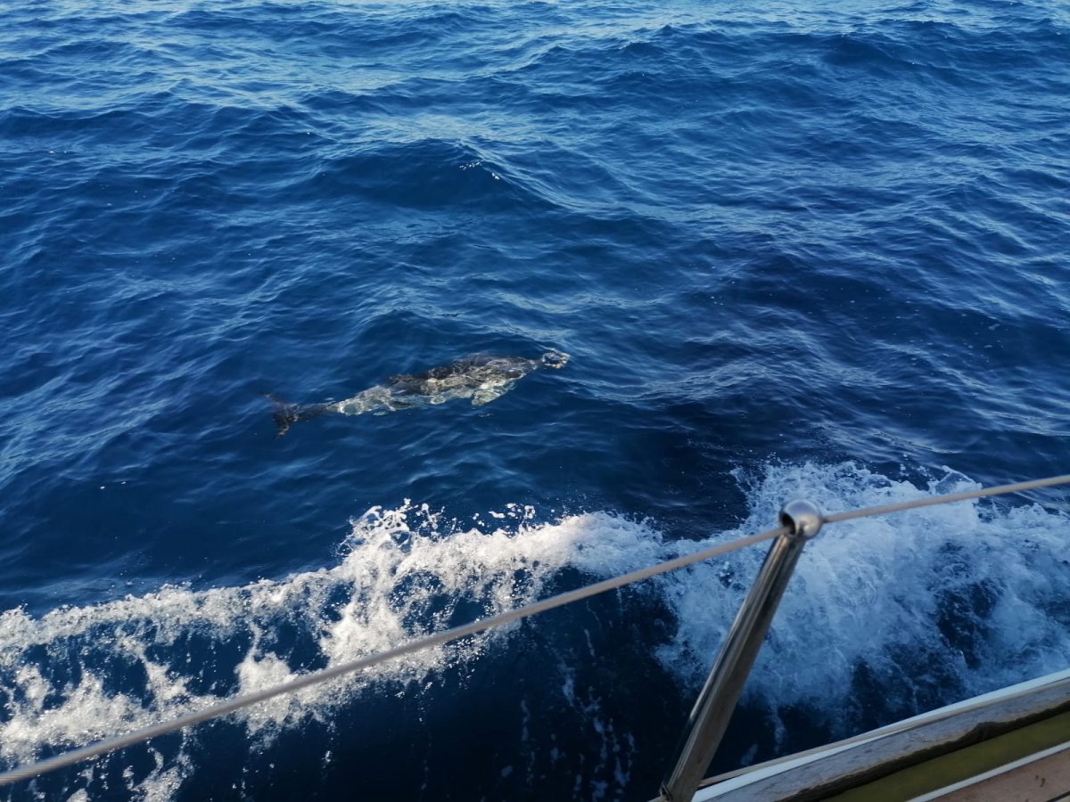 Navigation course through Mallorca and Ibiza from Valencia