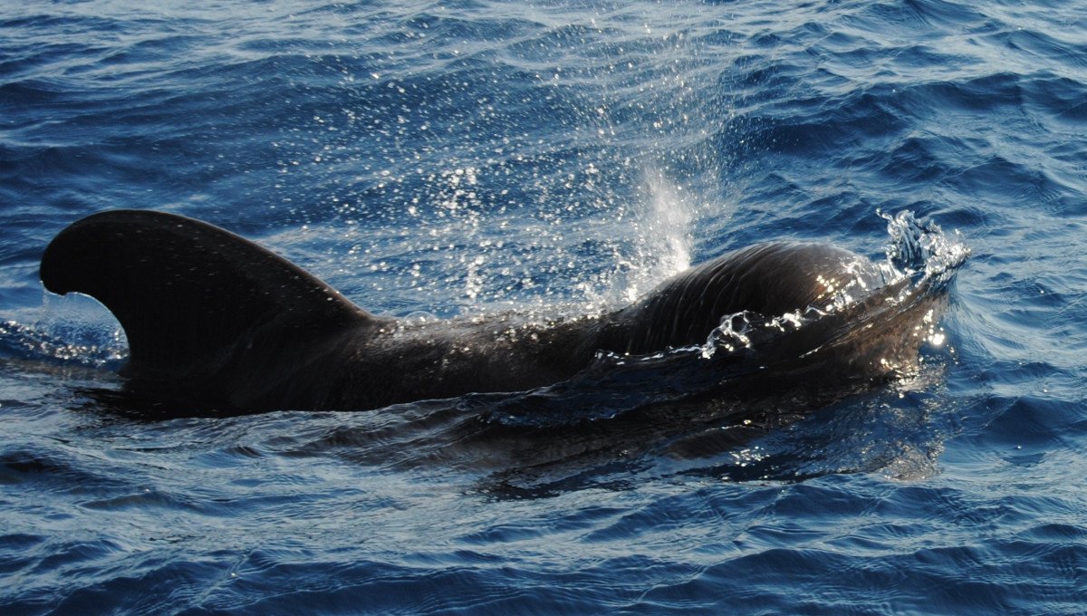 Sail Cruise to La Palma and La Gomera from Tenerife