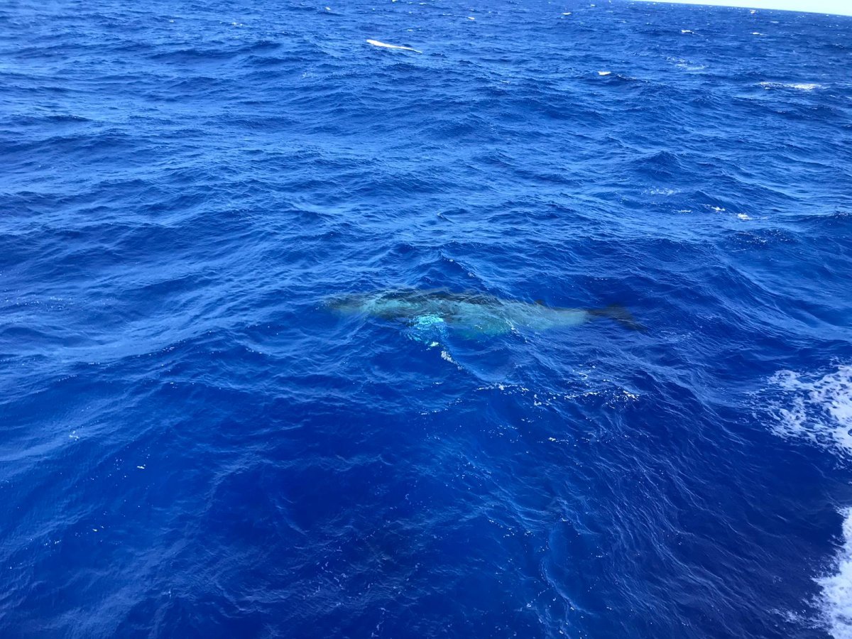 Sailboat Cruise from Mallorca to Tenerife