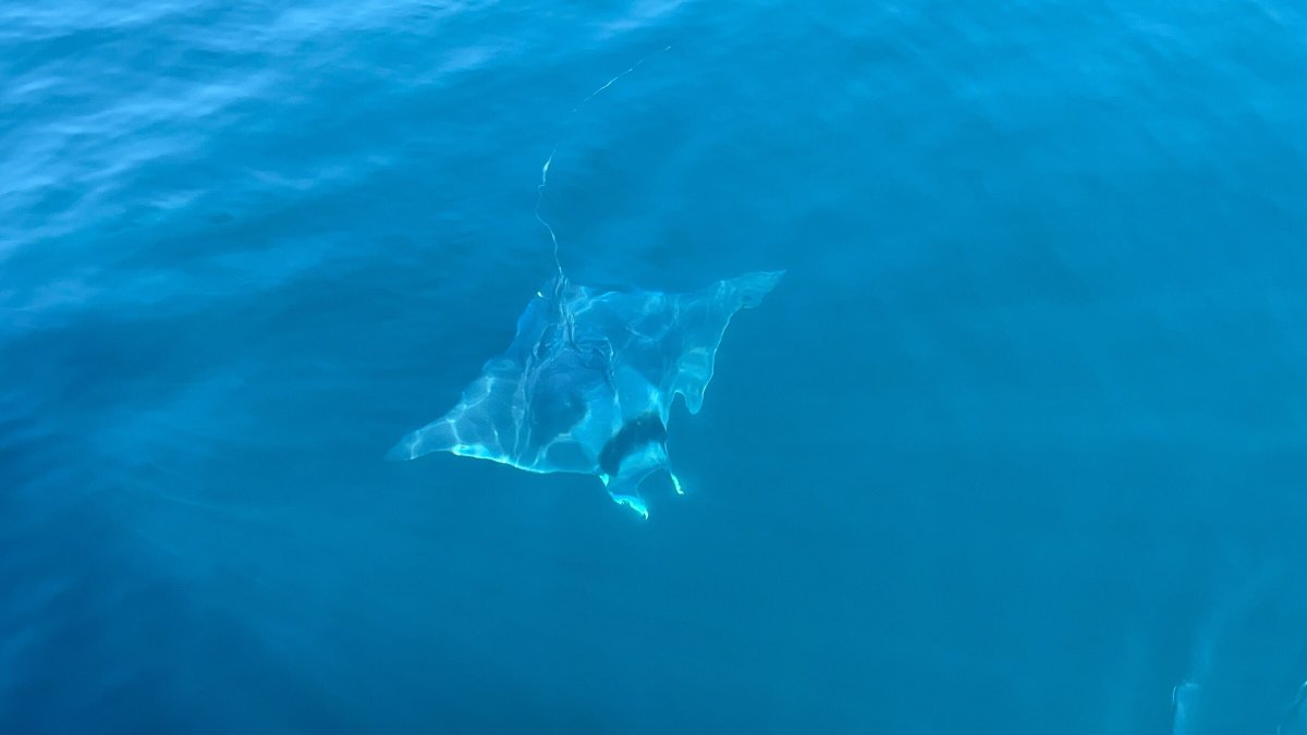 Discover the sea on a private boat rental with captain in Benalmádena