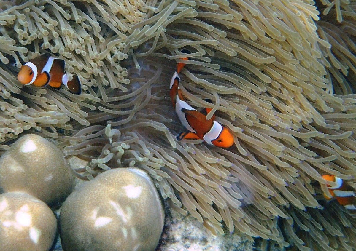 Lernen Sie in einer abenteuerlichen Umgebung zu segeln