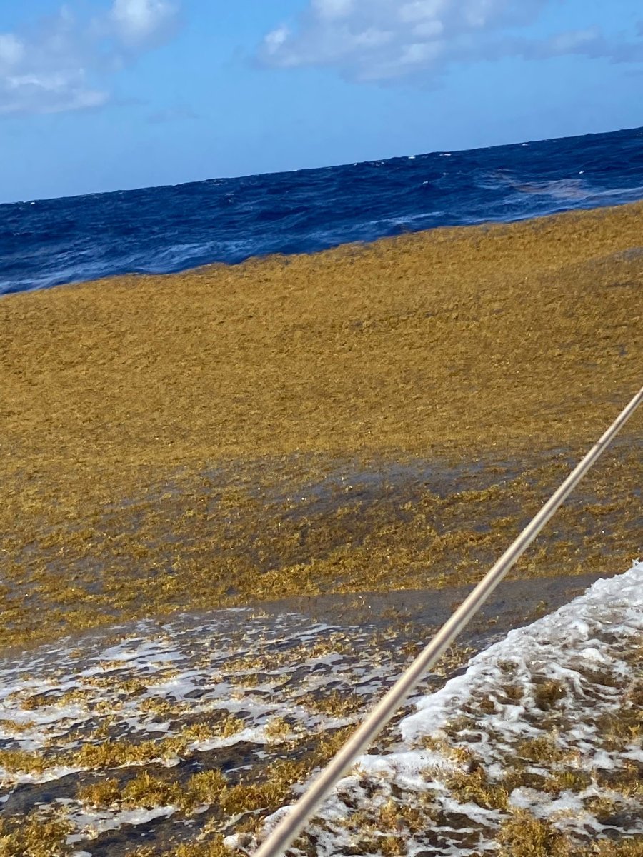 Segelerfahrung von Lanzarote nach Martinique