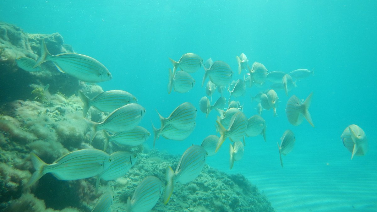 Segeln Sie durch die Gewässer Sardiniens mit einer Köchin an Bord