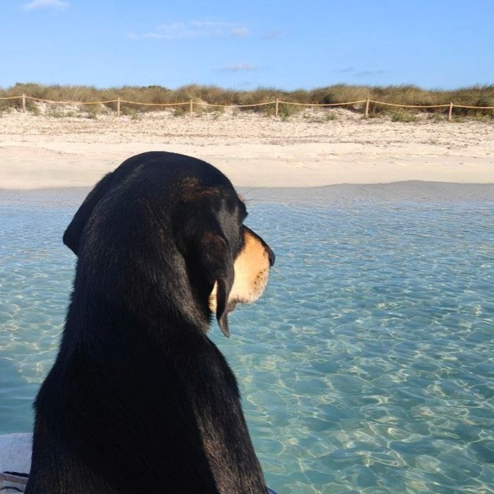 Navega por las aguas cristalinas de Ibiza