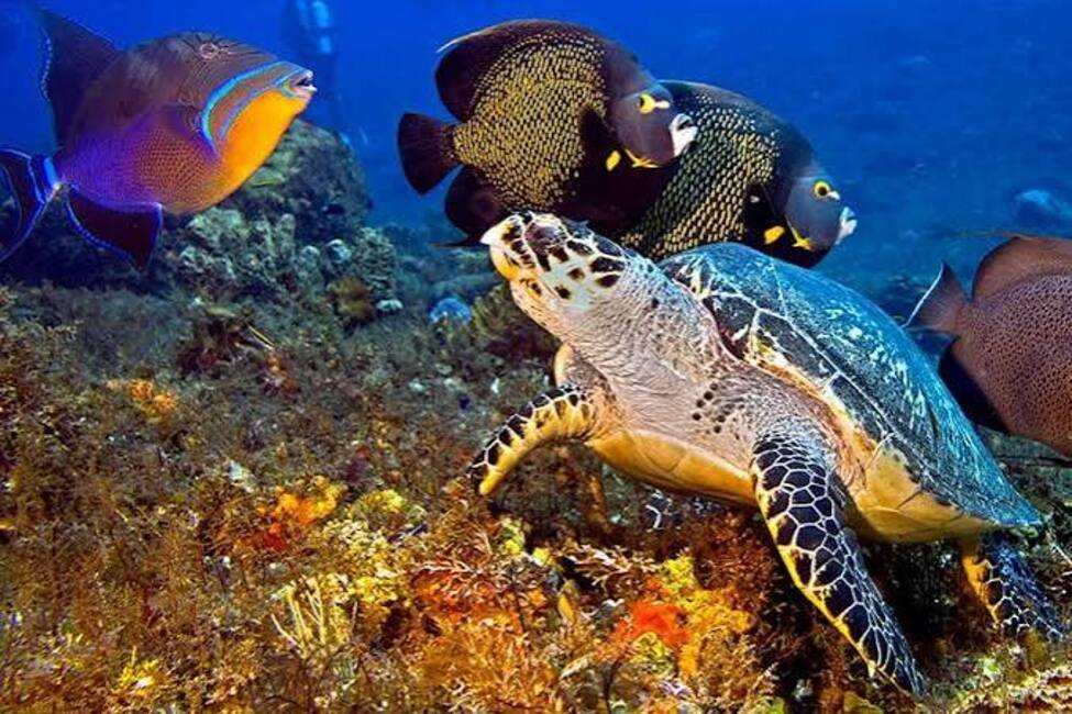 Navega por el Caribe en una aventura en catamaran