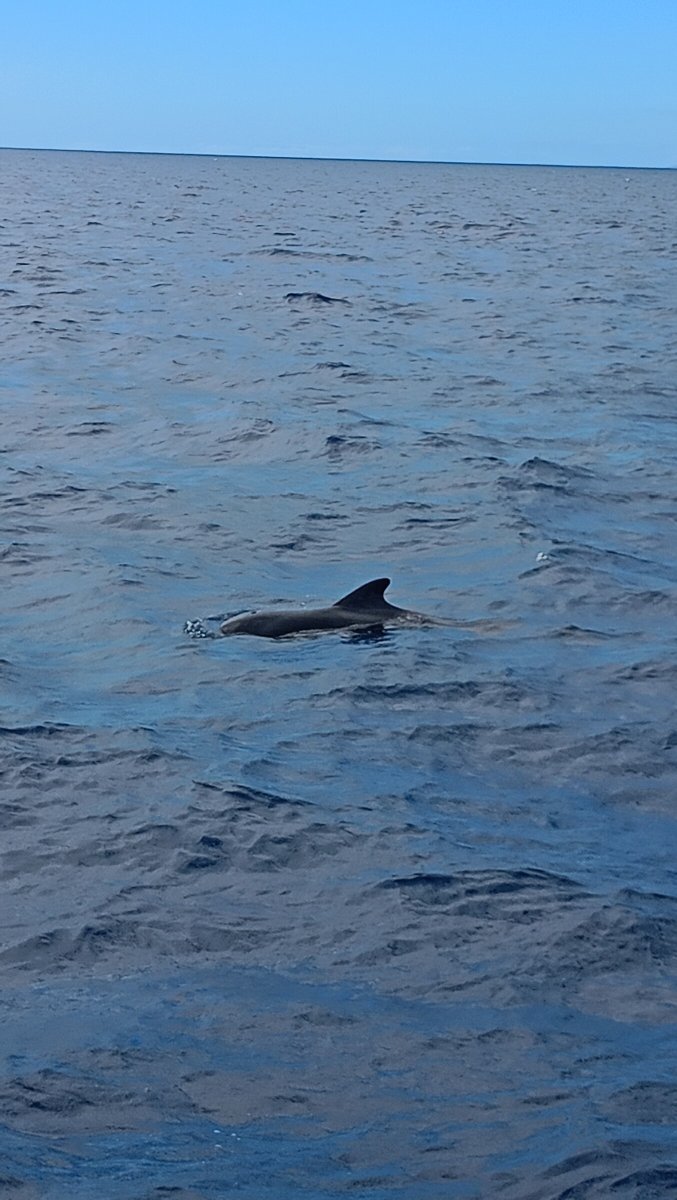 Geteilte Fahrt mit dem Schnellboot entlang Costa Adeje