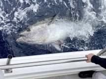 Tuna fin on the shore