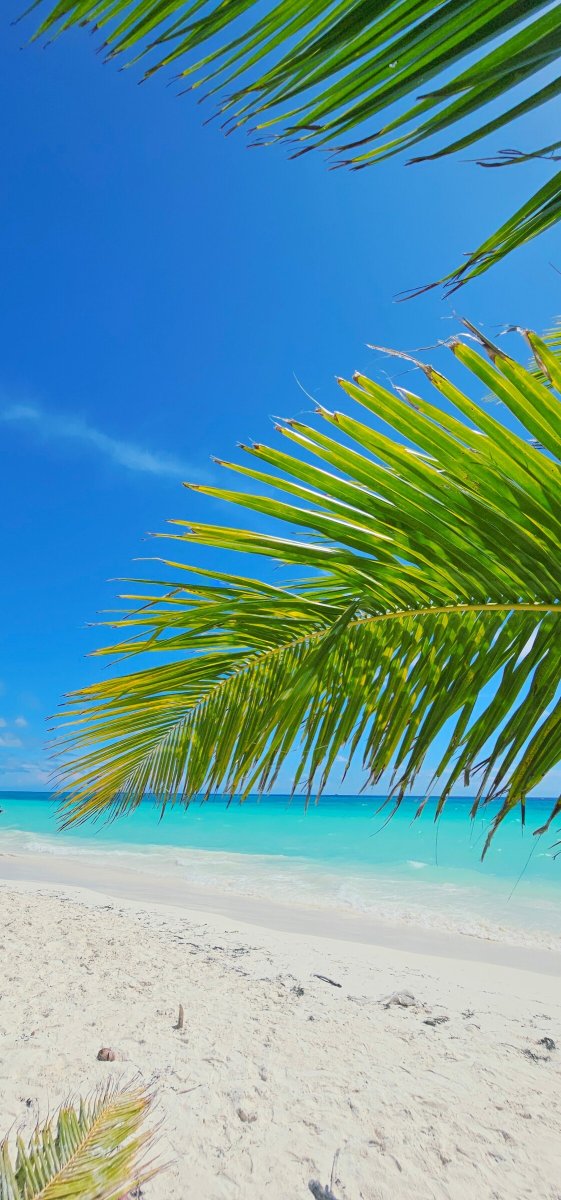 Navega en catamarán por el Caribe con cocteles: Guadalupe, Antigua y Barbuda