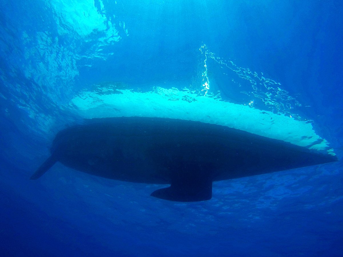 Jeanneau - 12.99 meters