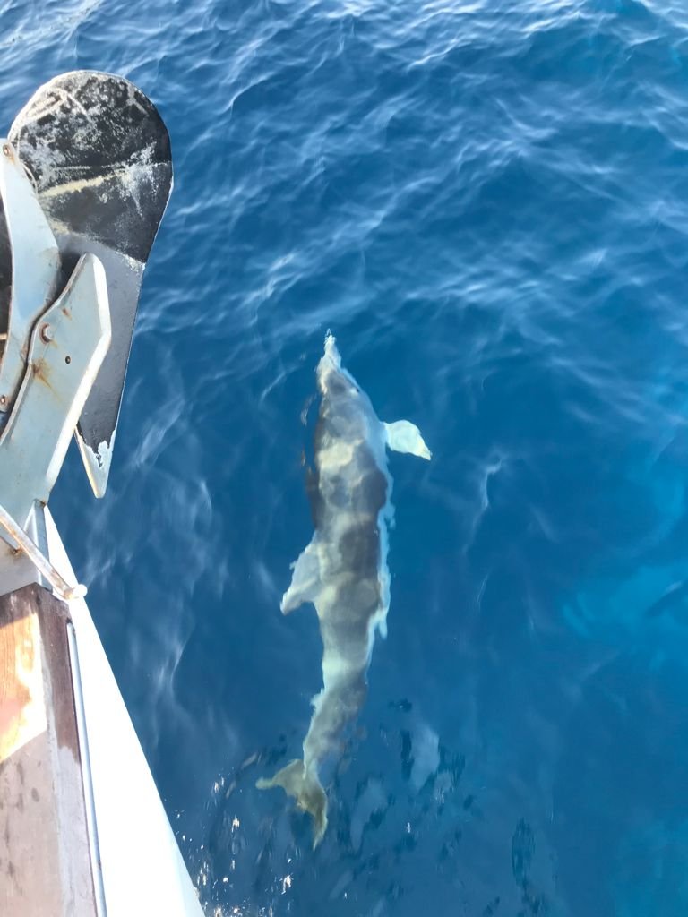 Regata de la Copa del Canal en Valencia