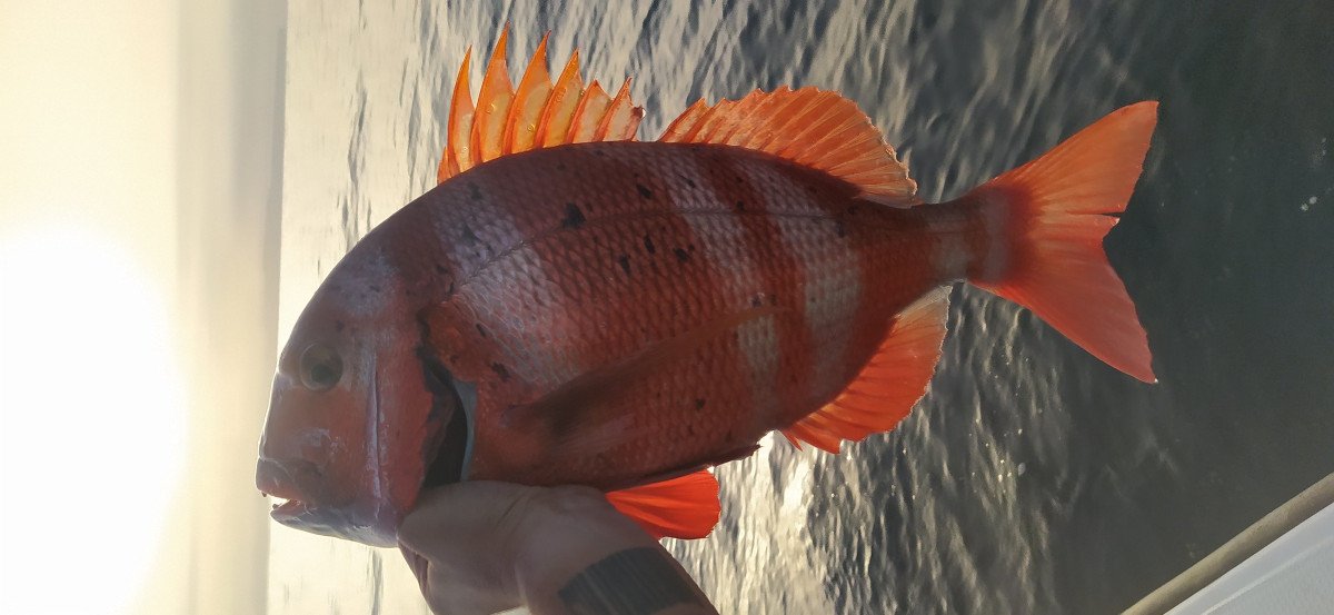 Fishing in Marine Sanctuary