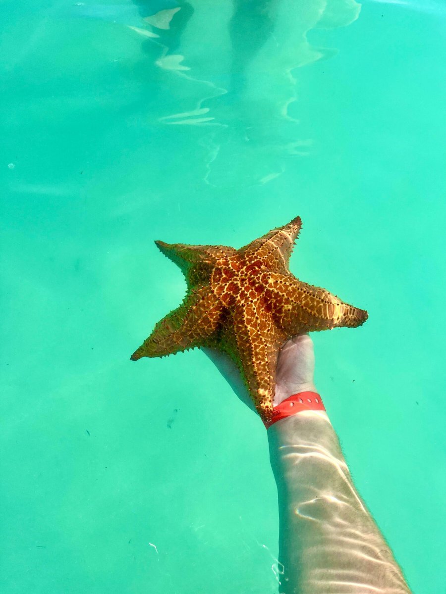 From the Caribbean to the Balearic Islands on a catamaran