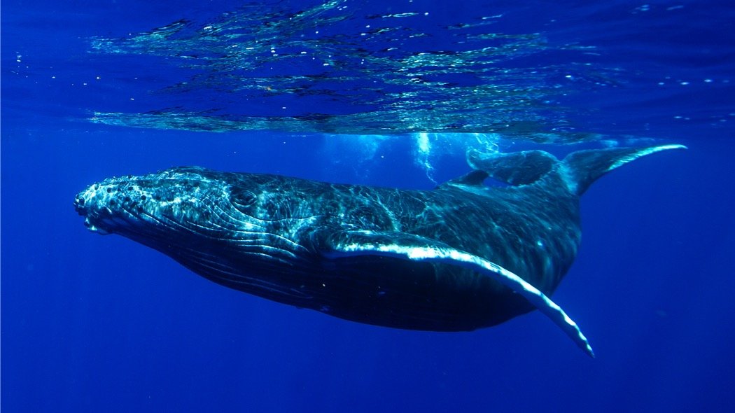 Discover the Island of Elba by sailboat from May 1st