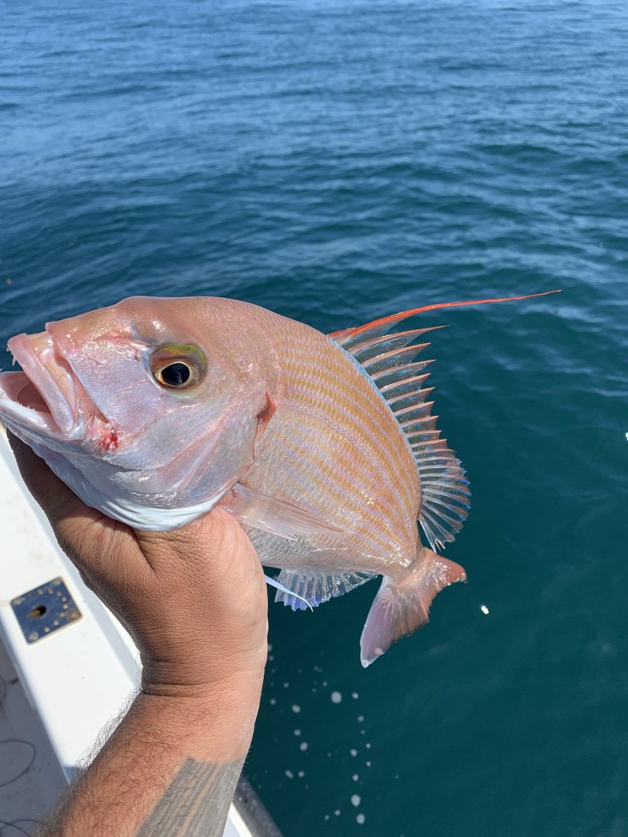 Pesca nel Mediterraneo