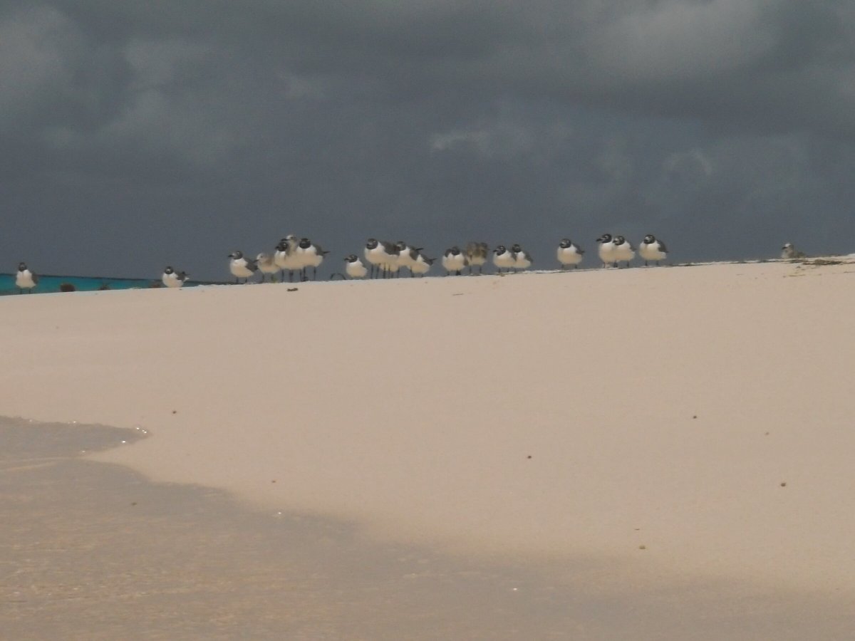 Entdecken Sie die Schönheit des Atlantiks auf einer einzigartigen Reise