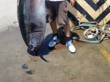 Pesca del atún gigante en Valencia