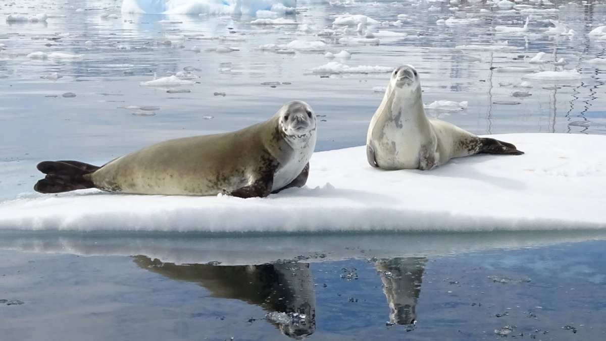 Sail the Icy Waters of Antarctica