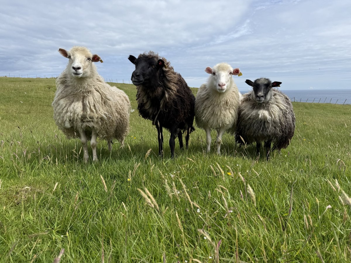 Navigate and explore the Faroe Islands in the Atlantic