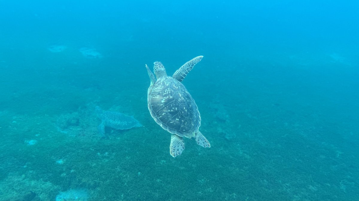Vola sull'oceano con i nostri crociera in barca attraverso l'Atlantico.