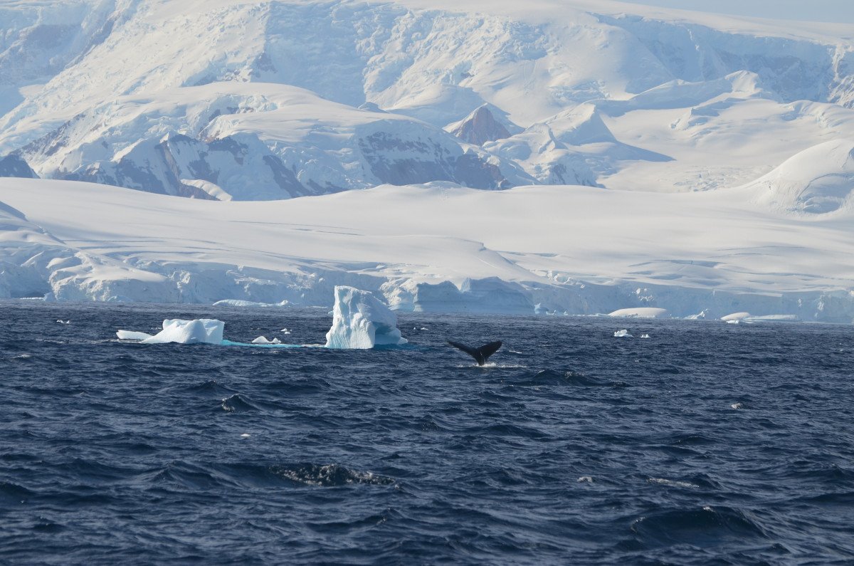 Segelschiffexpedition in die Antarktis