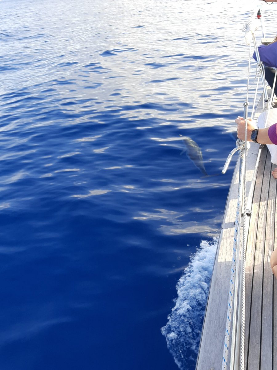 Ischia vom Meer aus gesehen