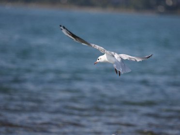 Pelagischer Segeltörn durch Gijón, um Zugvögel zu beobachten