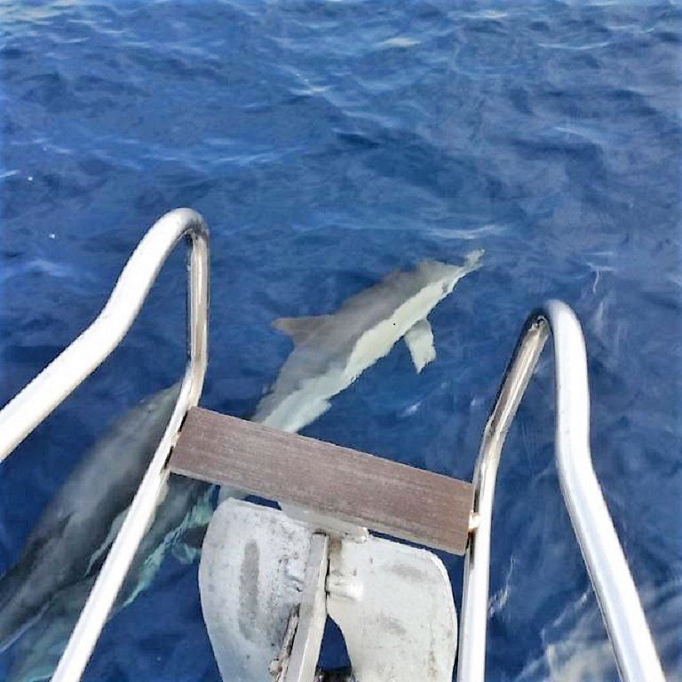 Weltumsegelung per Boot