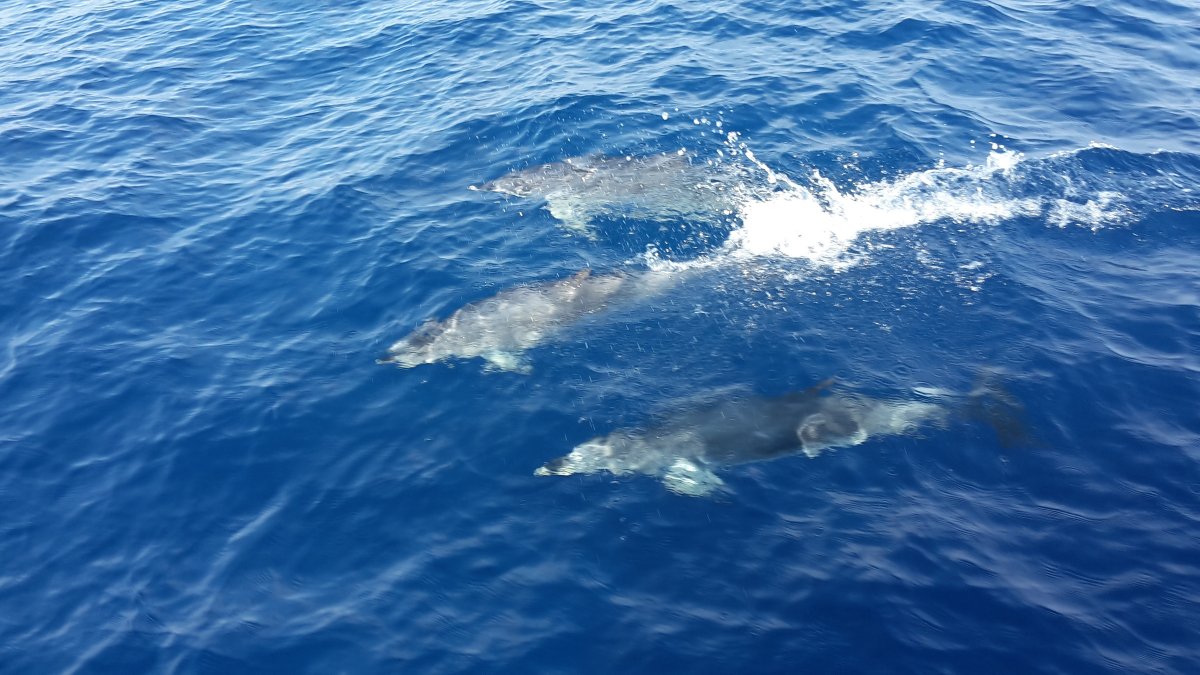 Atlantic Crossing Adventure on a New Catamaran!