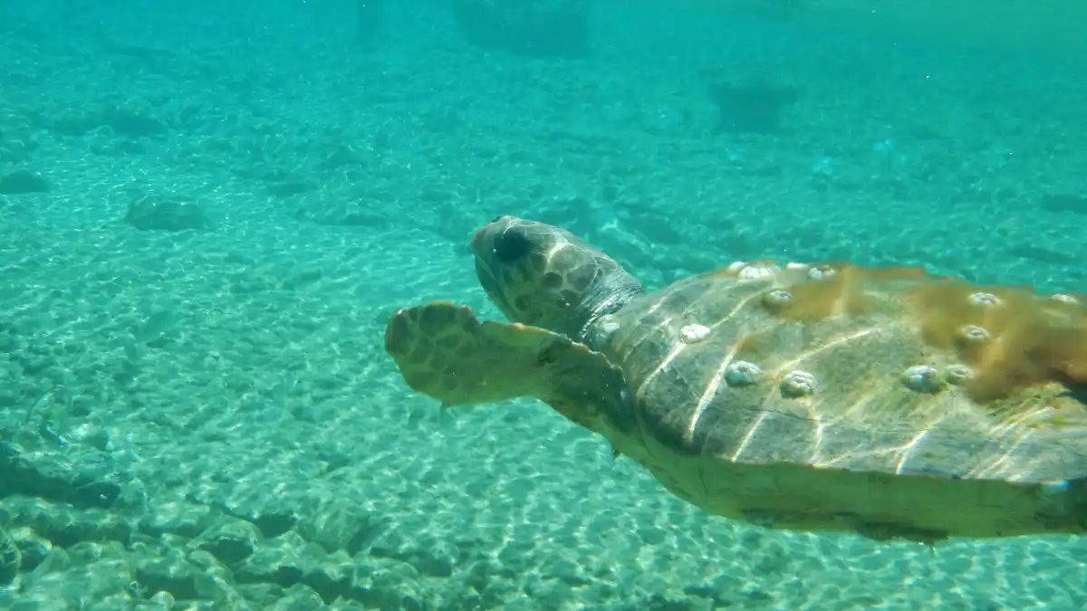 Gita in barca a Idra, l'isola greca delle acque cristalline