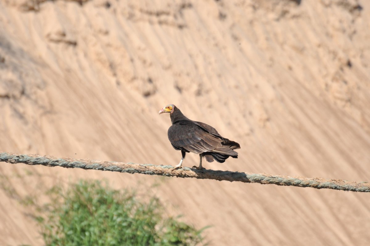 Entdeckung der verborgenen Schönheit des paraguayischen Dschungels