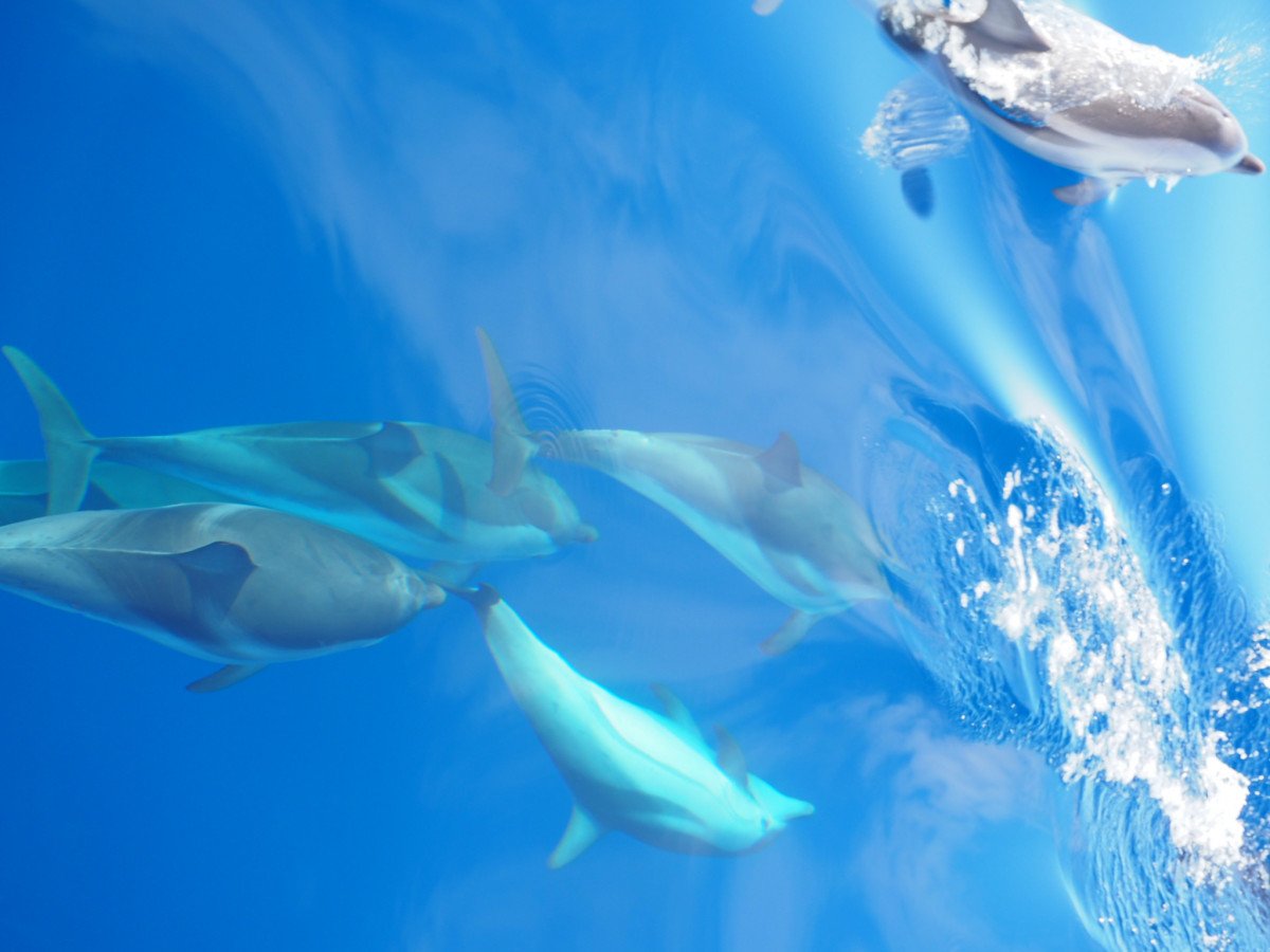 vela per barca a vela