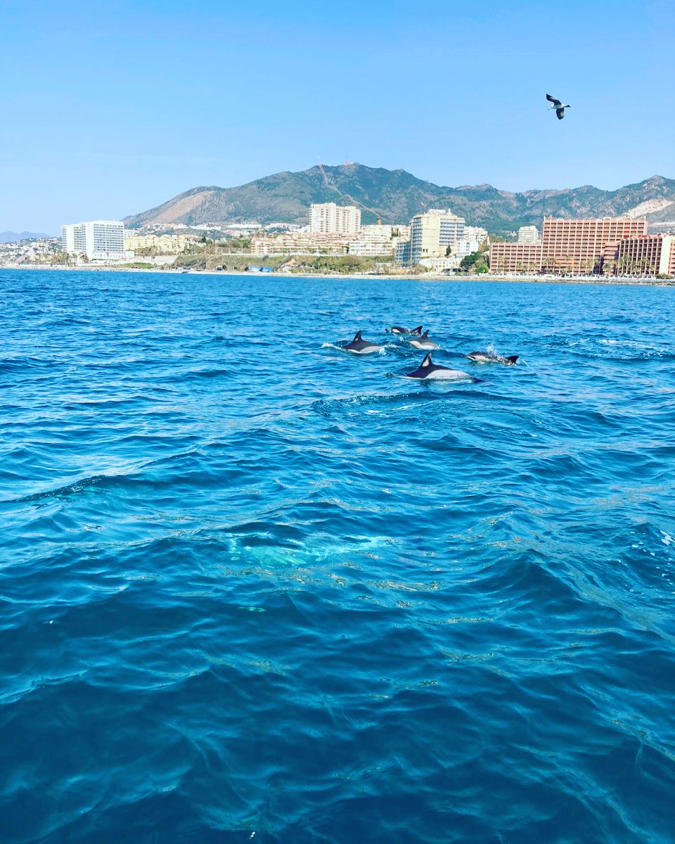 Sailing experience without license in Málaga Puerto Marina