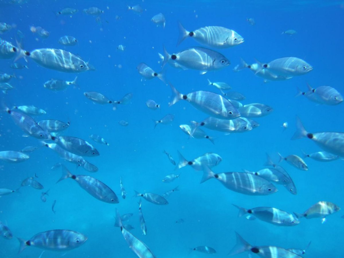 Imbarco a Santa Pola per l'escursione a Tabarca