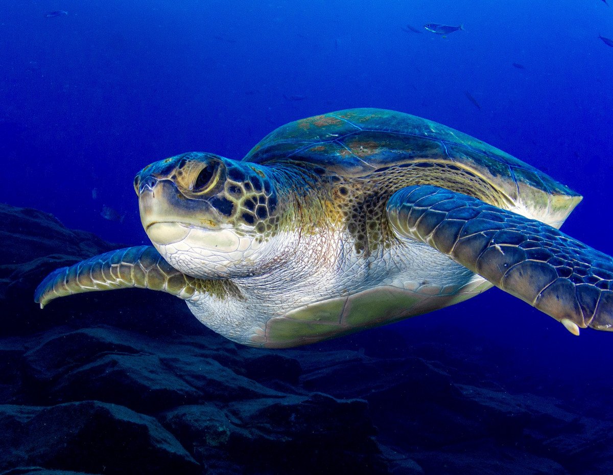 4 Cabecera recortada