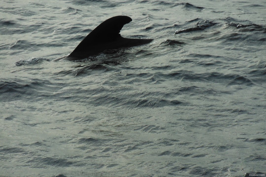 Viaje en barco a través del Atlántico: Madeira, Marruecos, Gibraltar, Málaga de ida