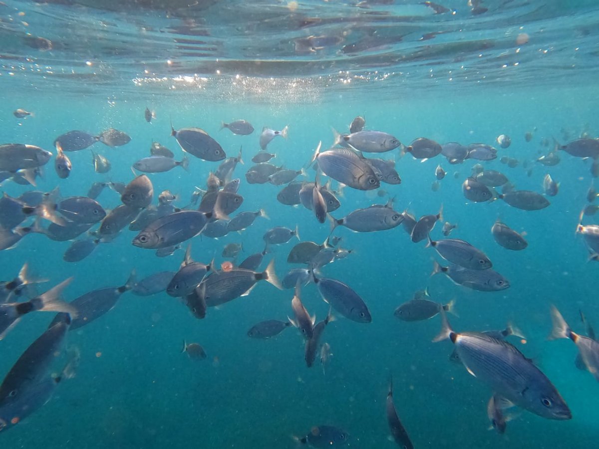 Segelboote im Maddalena-Park