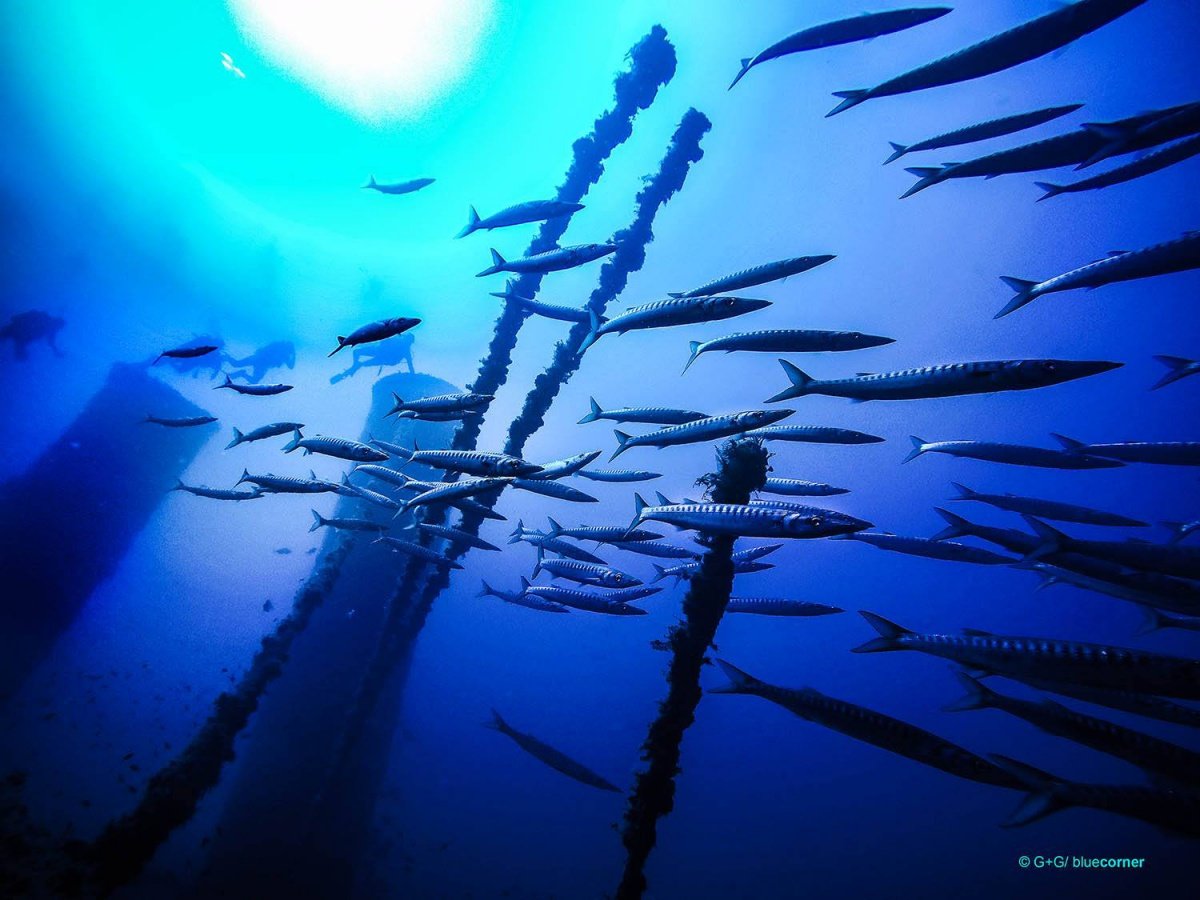 Cruceros de vela y buceo en Ibiza y Formentera con 10 inmersiones