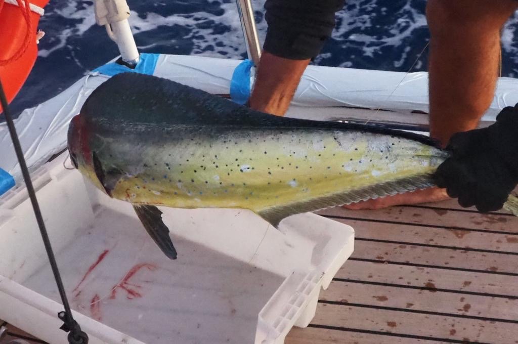 Travesía atlántica de Sint Maarten a las Azores y Málaga, España