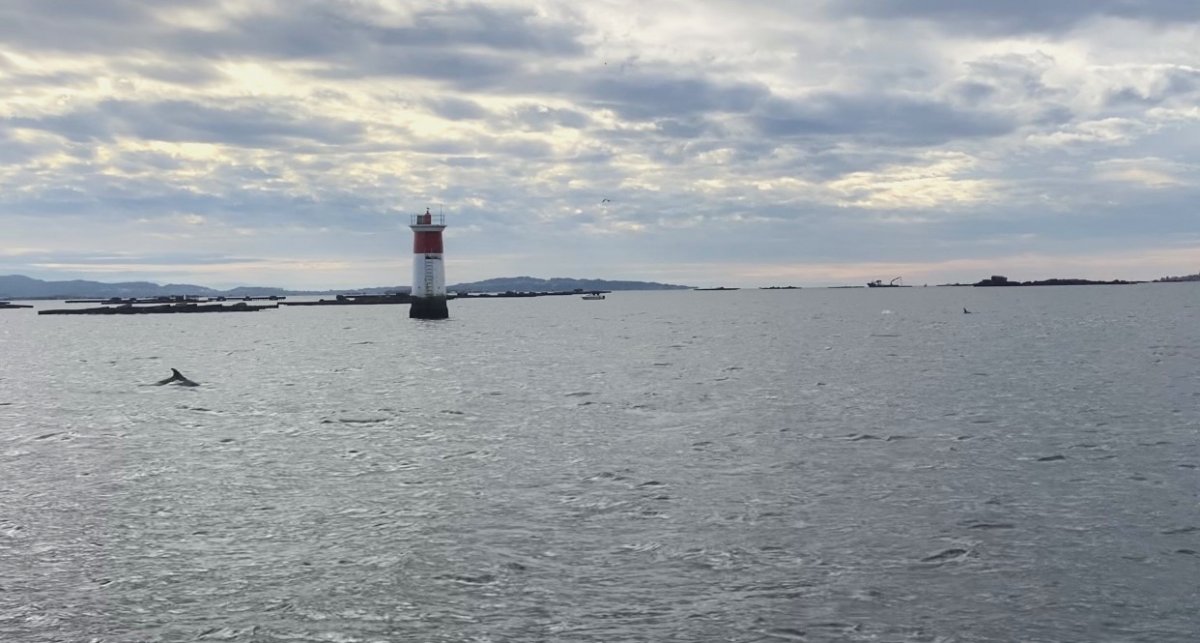 Migliora le tue abilità di navigazione con il nostro corso di manovre e trimaggio.