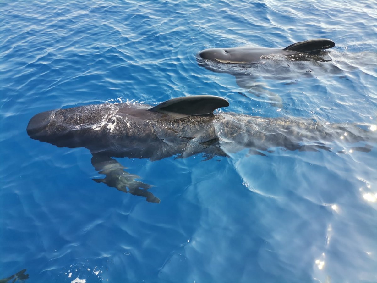 Bavaria Yachts - 46 cruiser