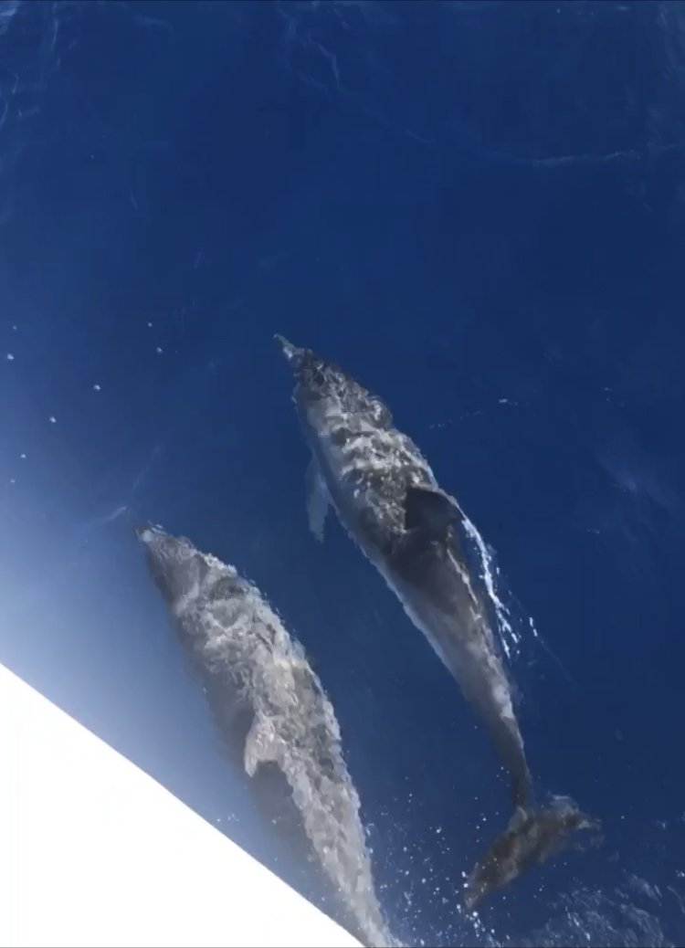 Aprender a navegar en un yate