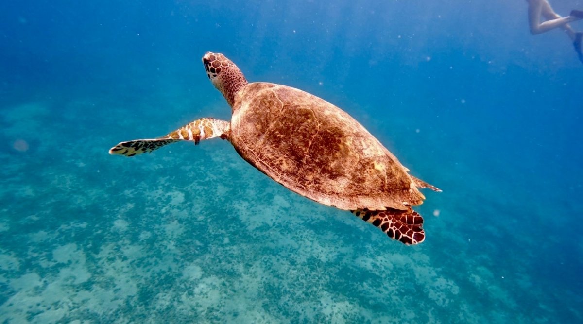 Vogare in barca nelle acque del Pacifico