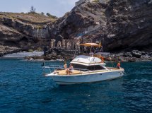 Fai un viaggio in barca per vedere balene e delfini