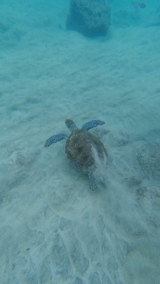 Caribbean Sailing Adventure: Martinique, St Lucia, St Vincent, and the Grenadines